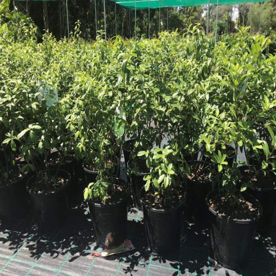 Pittosporum tenuifolium Green Glow 250 mm