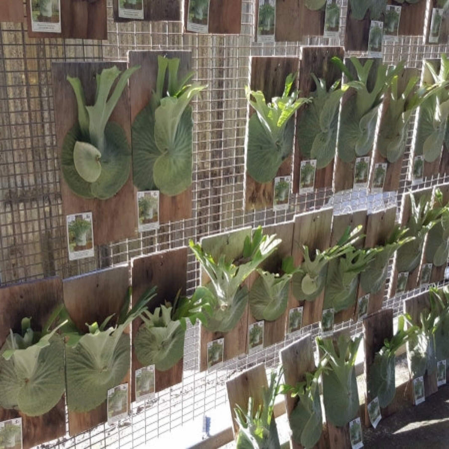 Platycerium superbum Staghorn S1