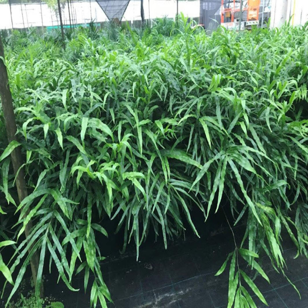 Pteris umbrosa Jungle Brake Fern 200 mm