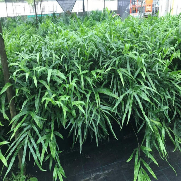 Pteris umbrosa Jungle Brake Fern 200 mm