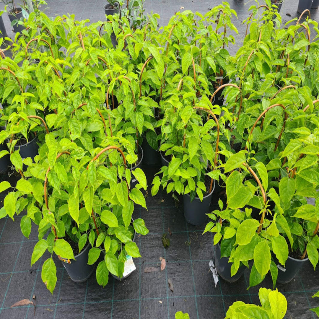 Pyrostegia ignea Orange Trumpet Vine 200 mm
