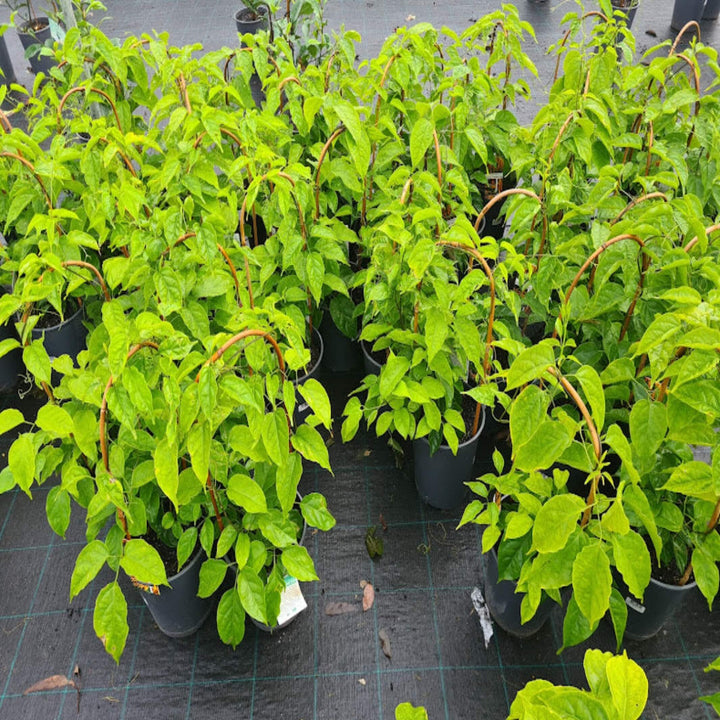 Pyrostegia ignea Orange Trumpet Vine 200 mm