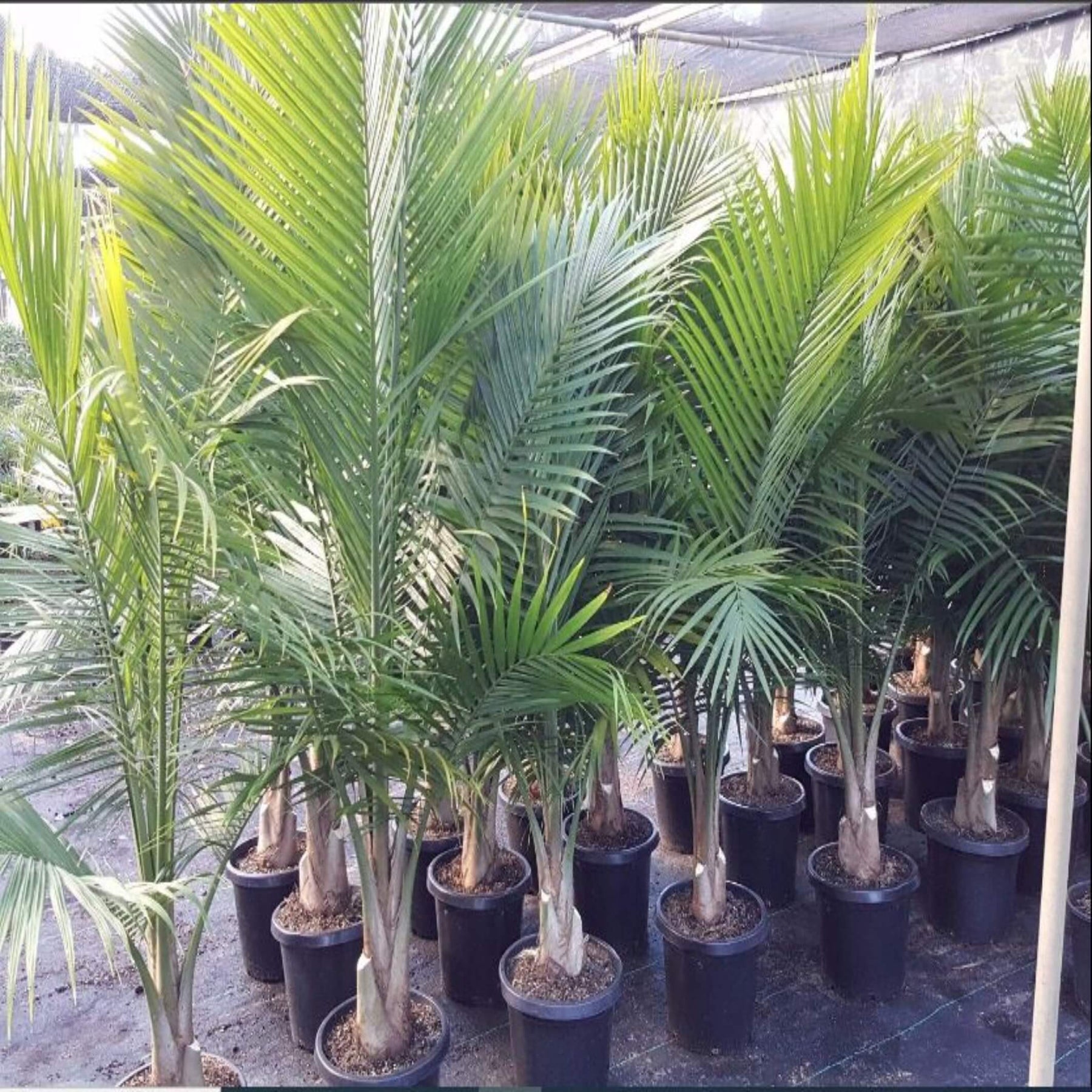 Ravenea rivularis (Majestic Palm)- The Australian Plant Shop