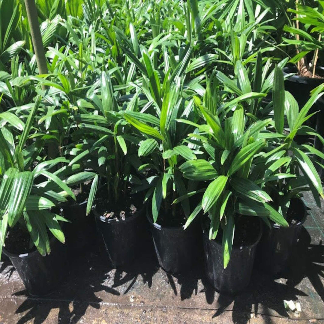 Rhapis excelsa Lady Palm 200 mm
