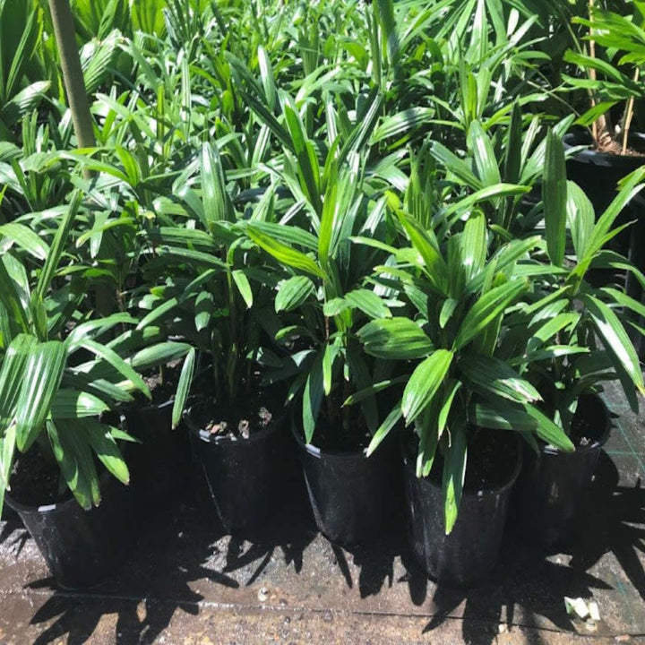 Rhapis excelsa Lady Palm 200 mm