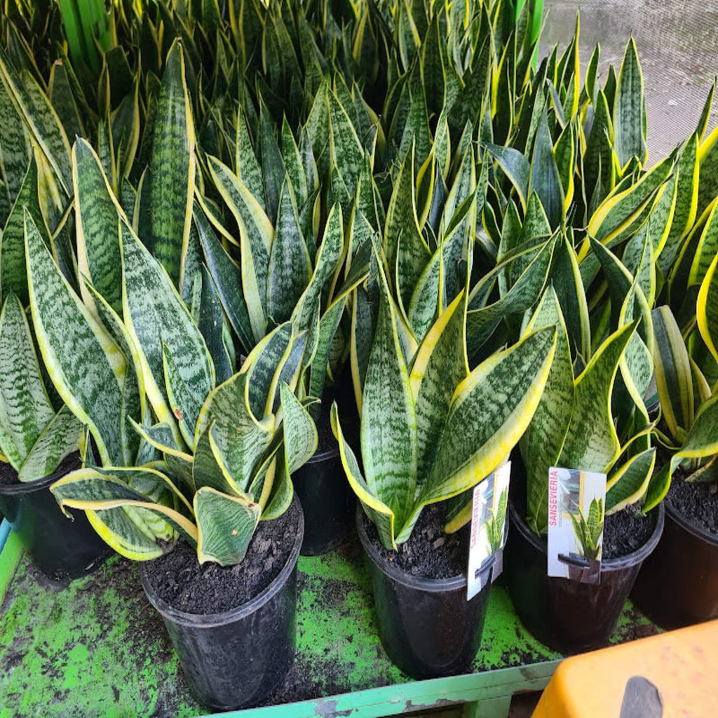 Sansevieria trifasciata 'Superba'- The Australian Plant Shop