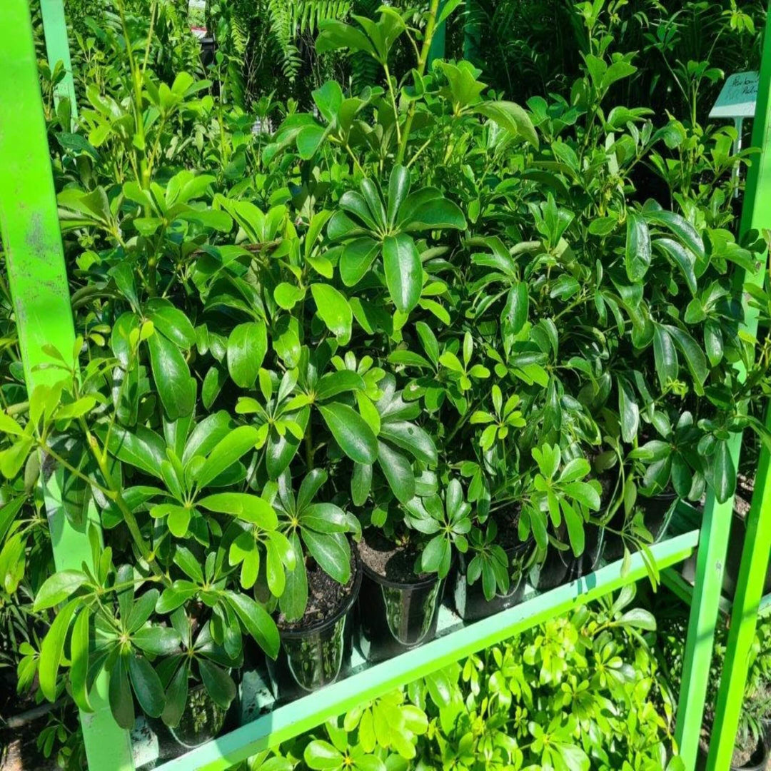 schefflera arboricola australia Schefflera arboricola (Dwarf Umbrella Tree)- The Australian Plant Shop
