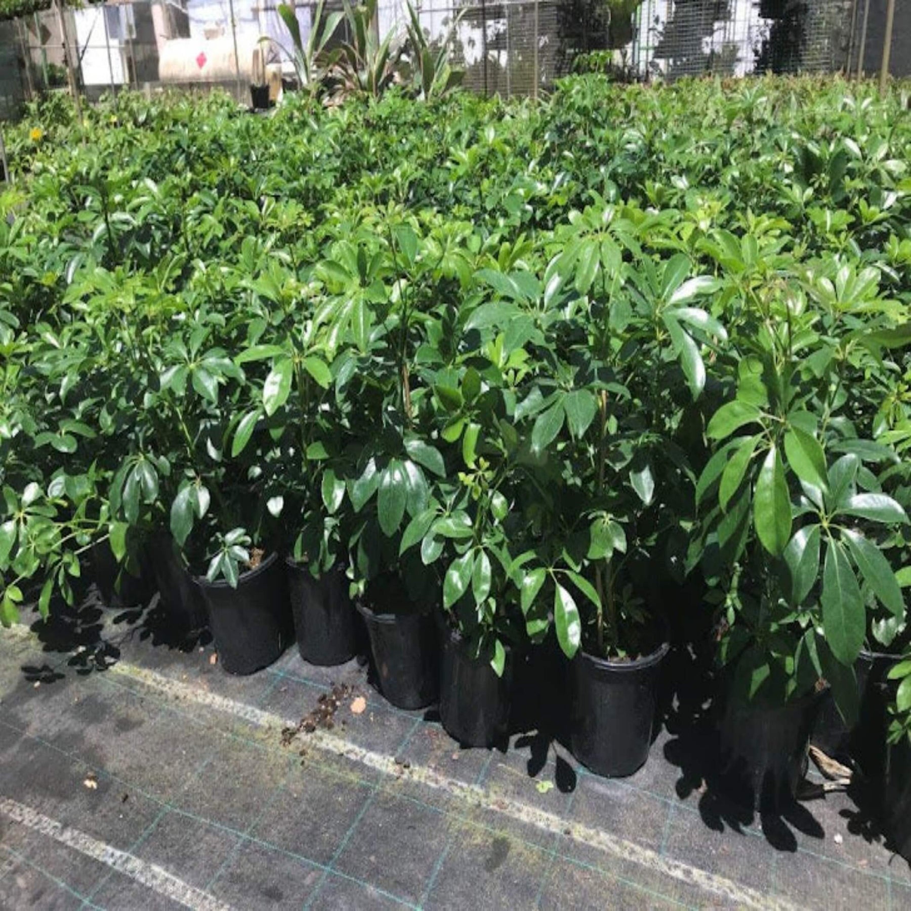 schefflera arboricola height Schefflera arboricola (Dwarf Umbrella Tree)- The Australian Plant Shop