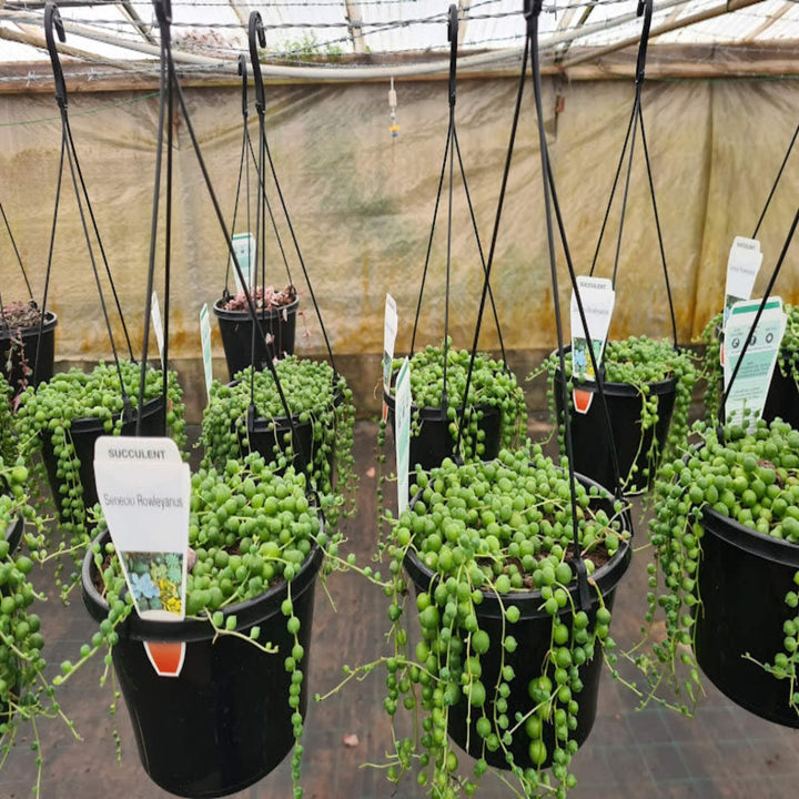 Senecio rowleyanus String of Pearls 140 mm Hanger