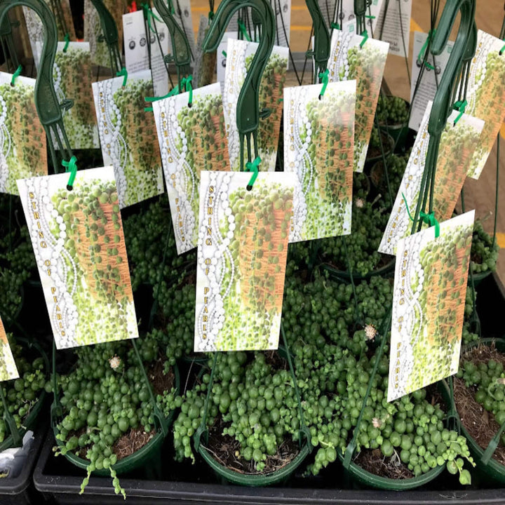 Senecio rowleyanus String of Pearls 130 mm