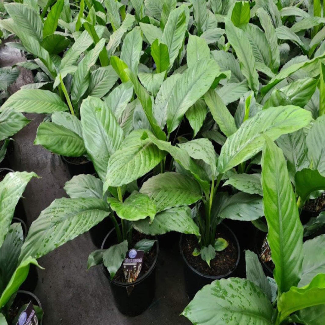 blue moon peace lily care Blue Moon Peace Lily (Spathiphyllum)