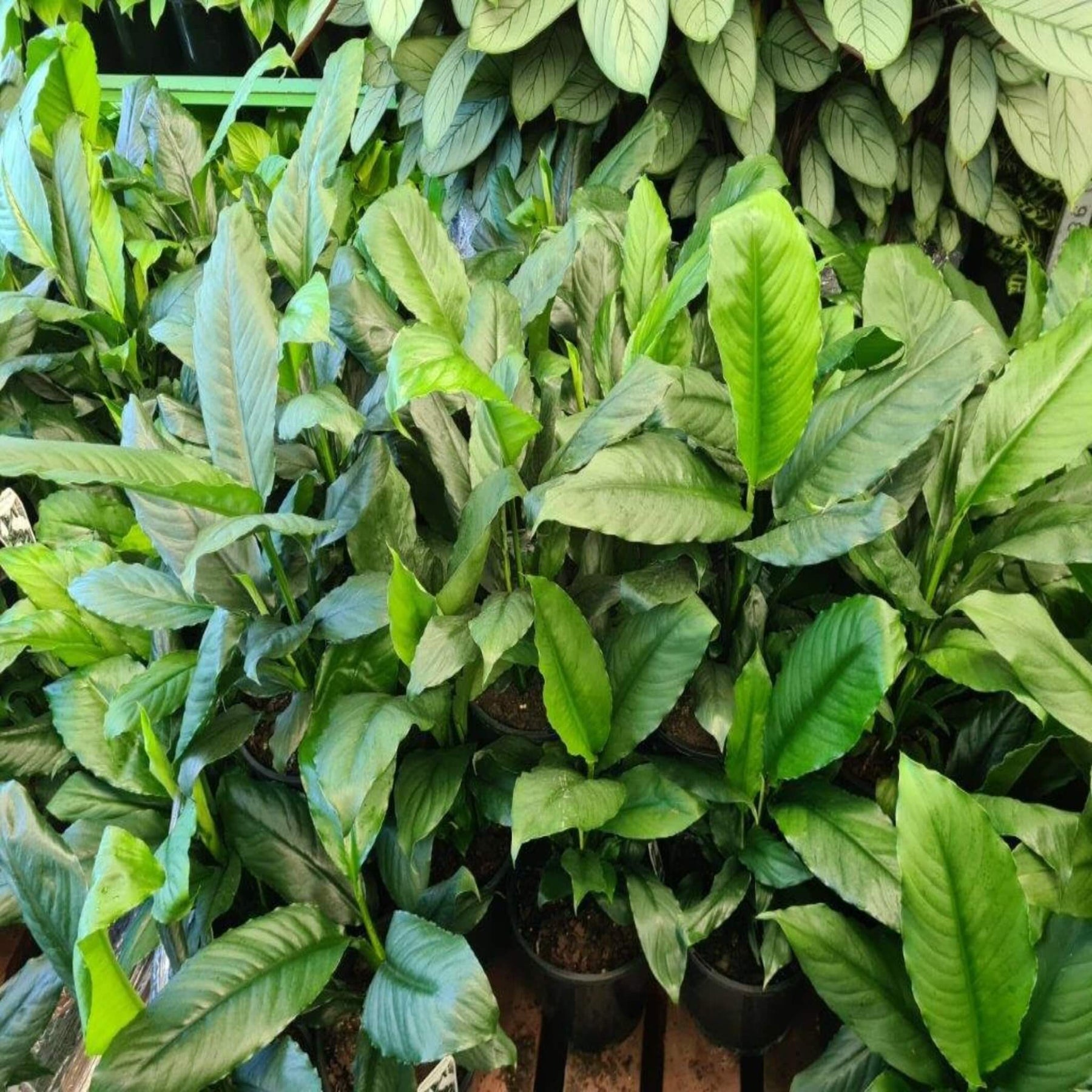 blue moon indoor plant Blue Moon Peace Lily (Spathiphyllum)