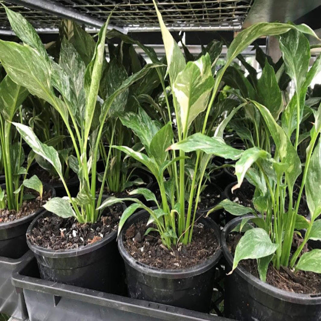 spathiphyllum domino peace lily Spathiphyllum 'Domino' I Variegated Peace Lily I Order Online – The Australian Plant Shop
