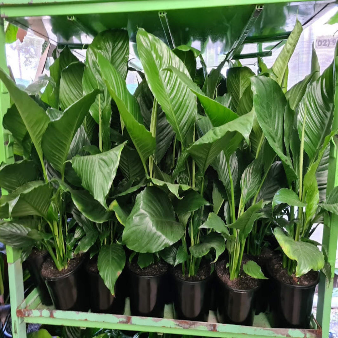 peace lily varieties australia Peace Lily Plant for Sale