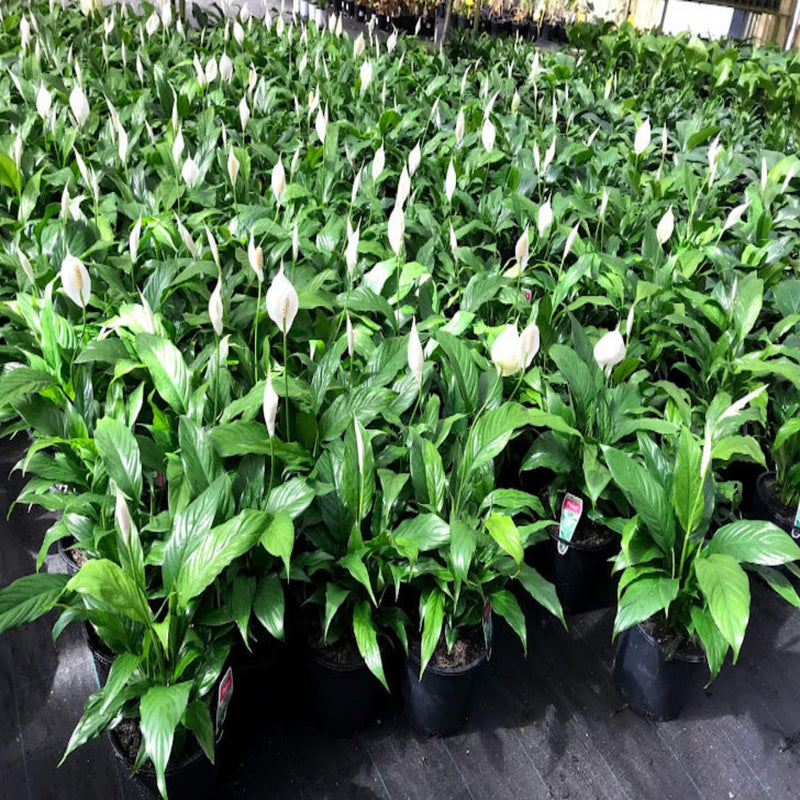 Spathiphyllum Peace Lily 200 mm