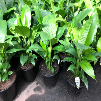 Spathiphyllum Peace Lily 300 mm