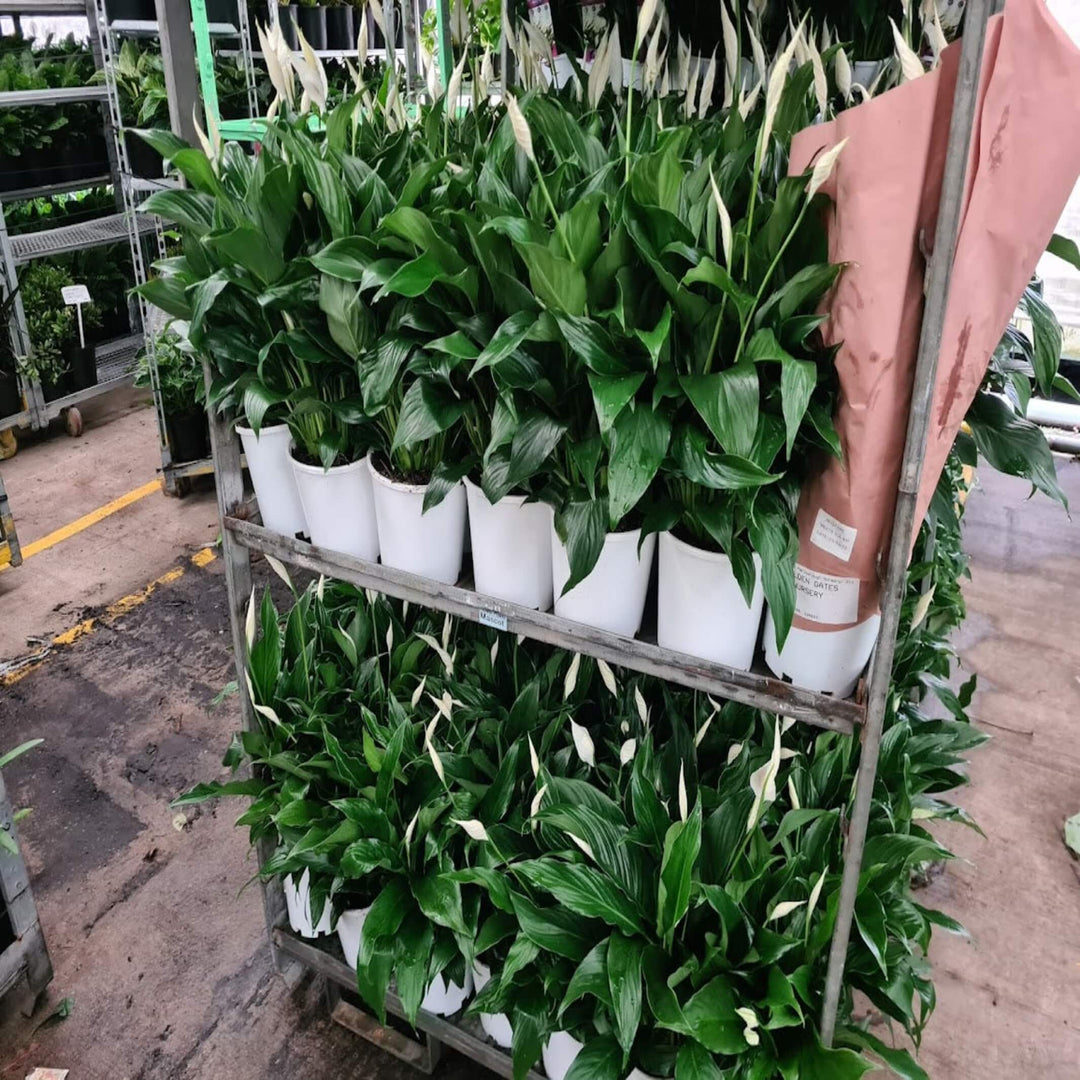 Spathiphyllum Peace Lily Premium 140 mm