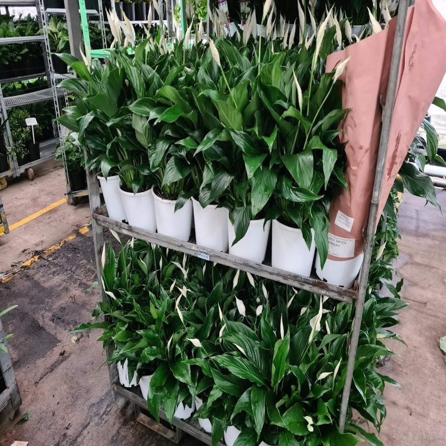 Spathiphyllum Peace Lily Premium 140 mm