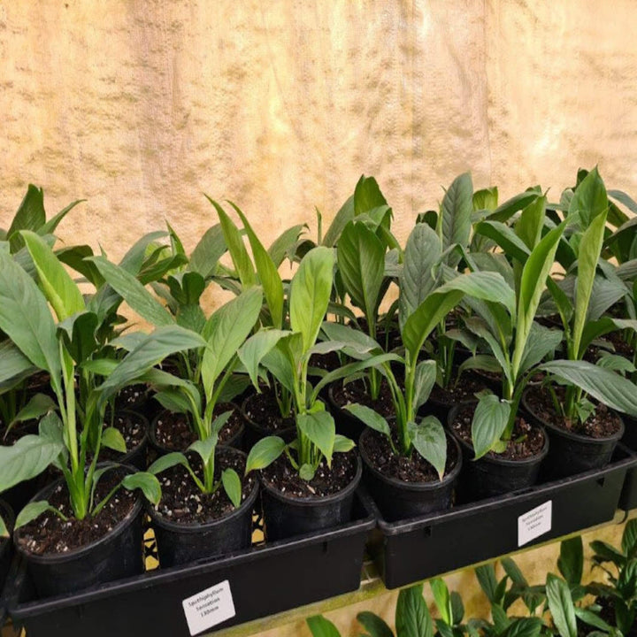 Spathiphyllum Sensation 130 mm