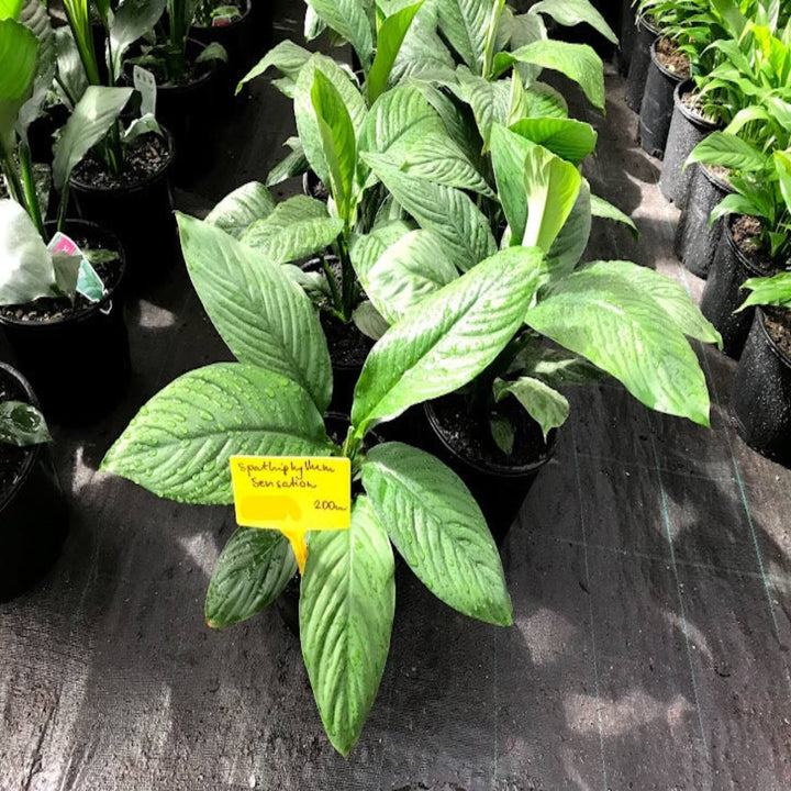 Spathiphyllum Sensation 300 mm