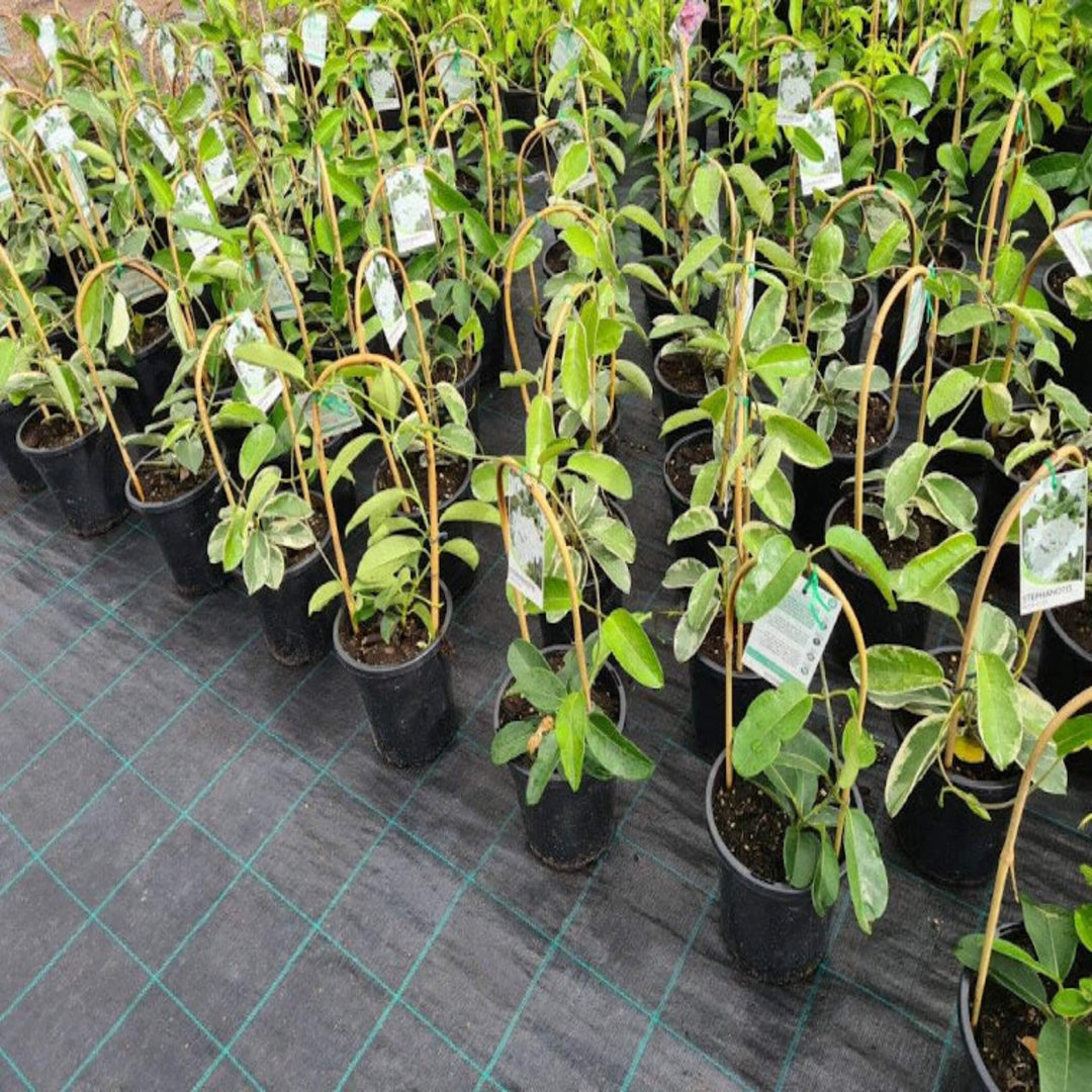 Stephanotis floribunda 180 mm