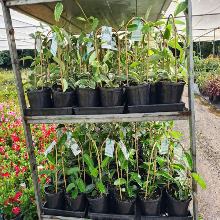 Stephanotis floribunda 180 mm