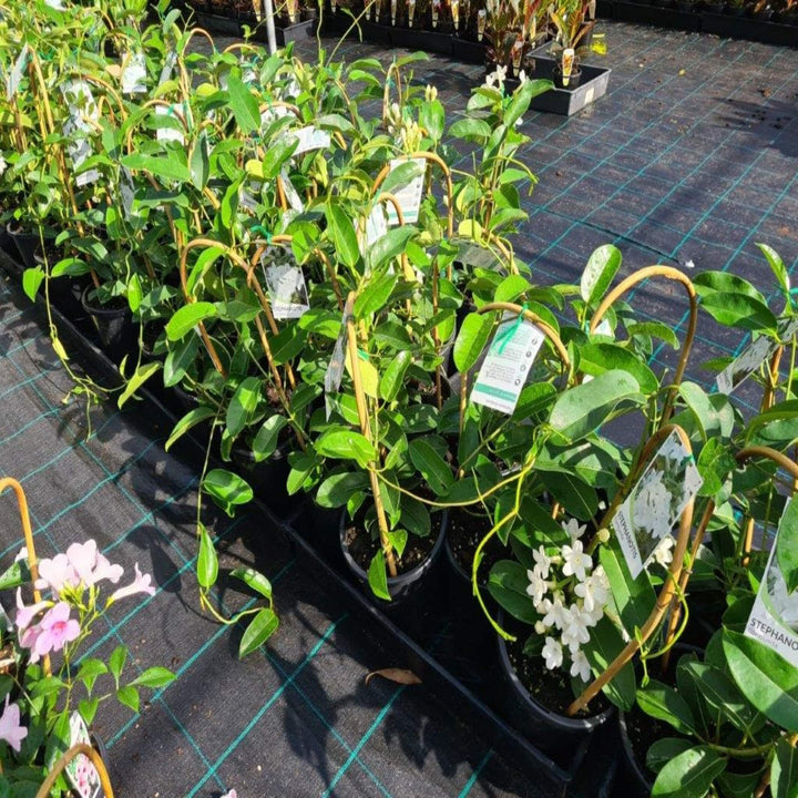 Stephanotis floribunda 180 mm