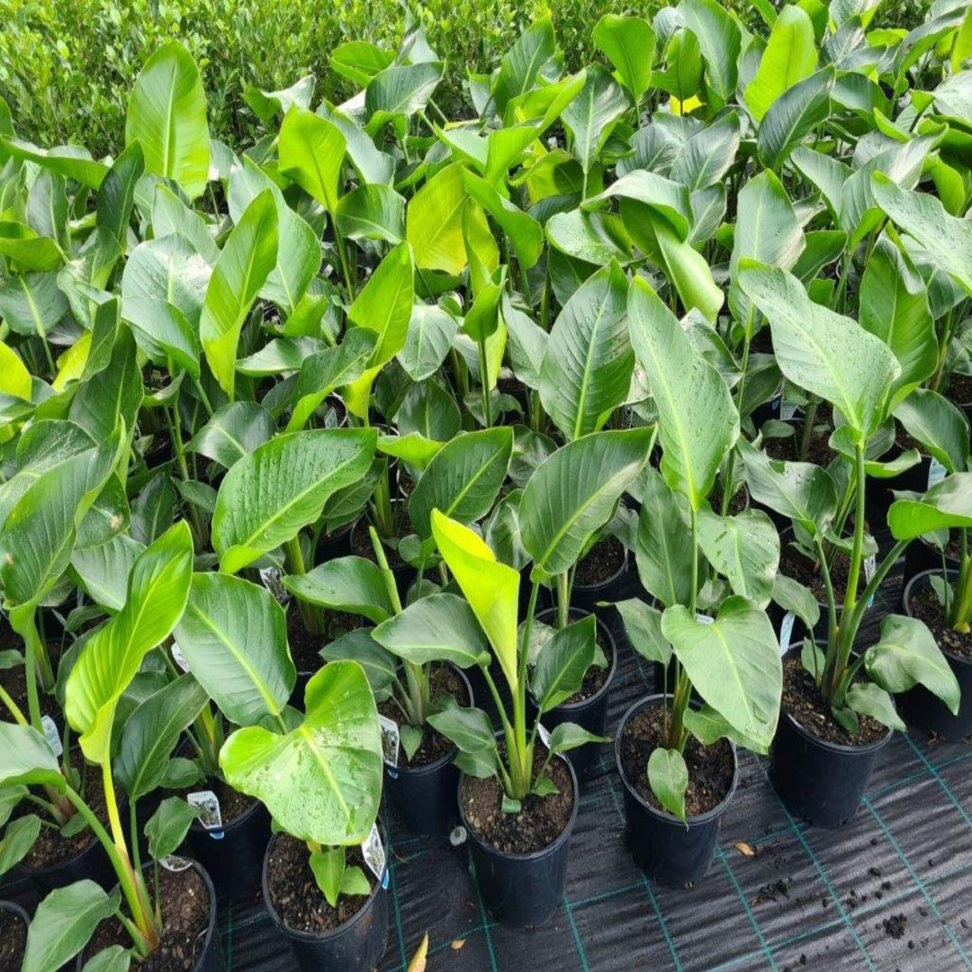 Strelitzia nicolai Giant Bird of Paradise 200 mm