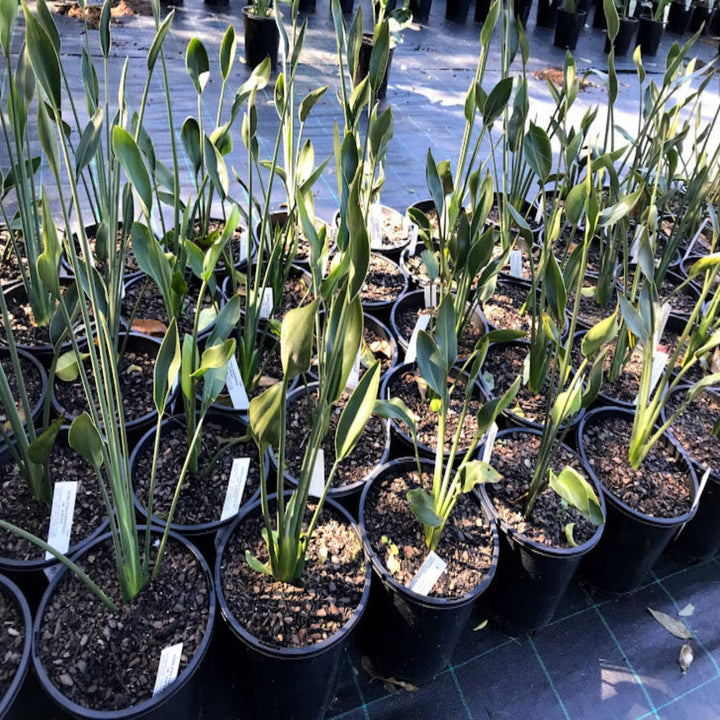 Strelitzia parvifolia juncea 200 mm