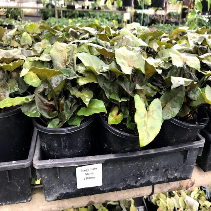 Syngonium Maria 130 mm