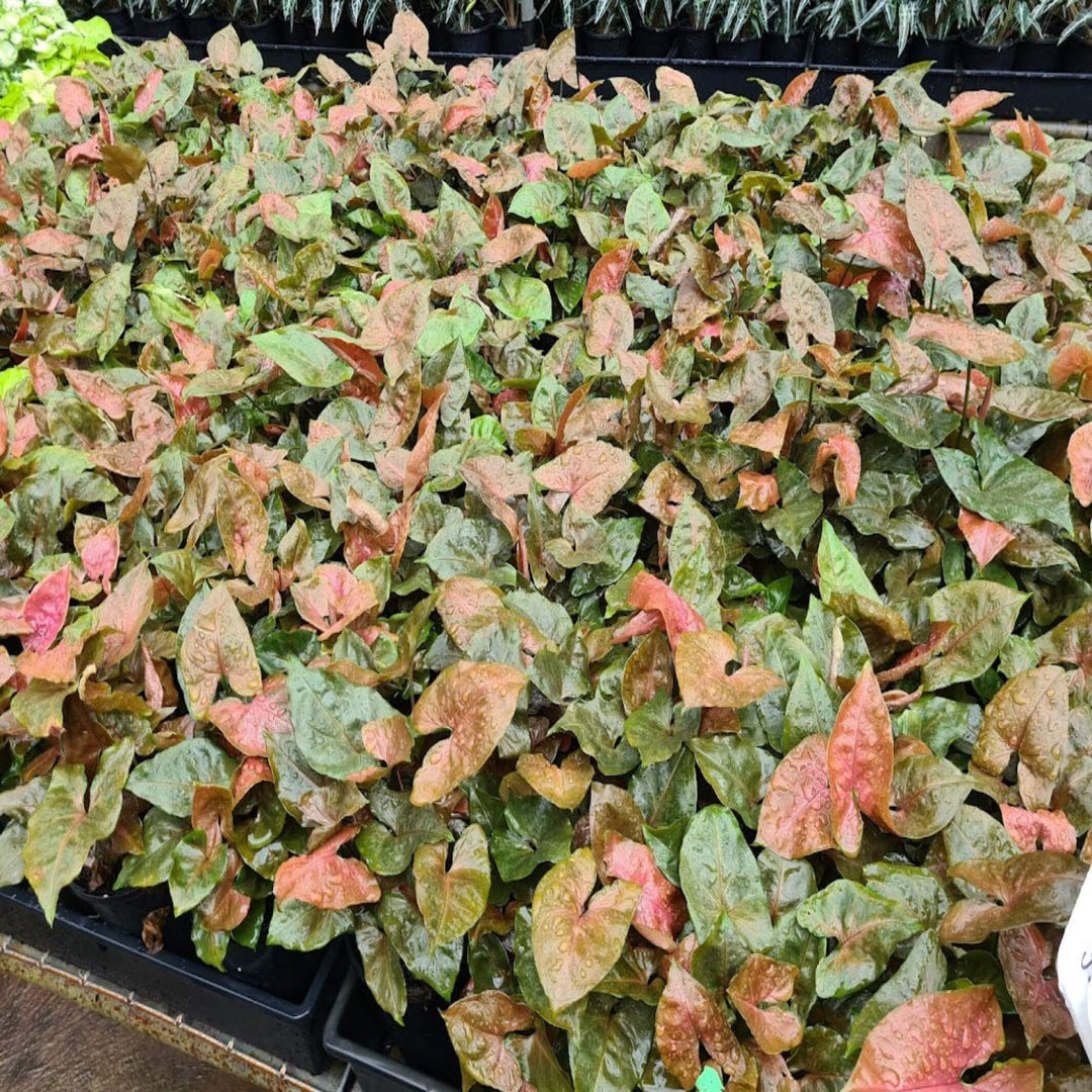 Syngonium Maria 130 mm