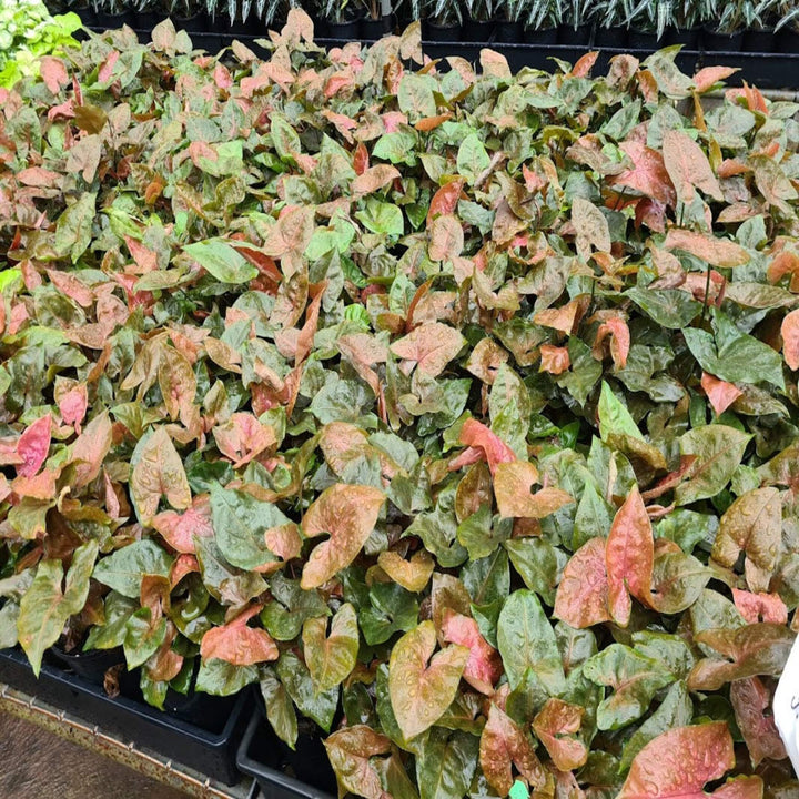Syngonium Maria 130 mm