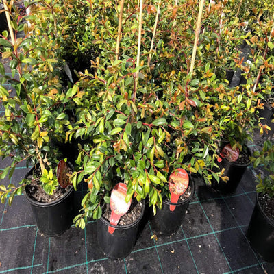Syzygium australe Resilience 200 mm