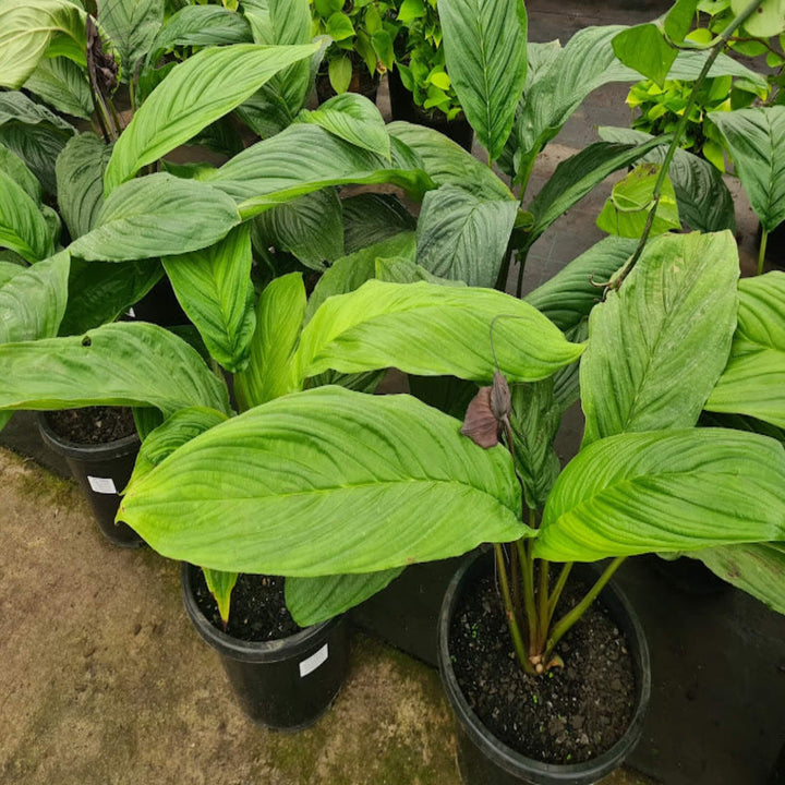 Tacca chantrieri Black Bat Plant 300 mm