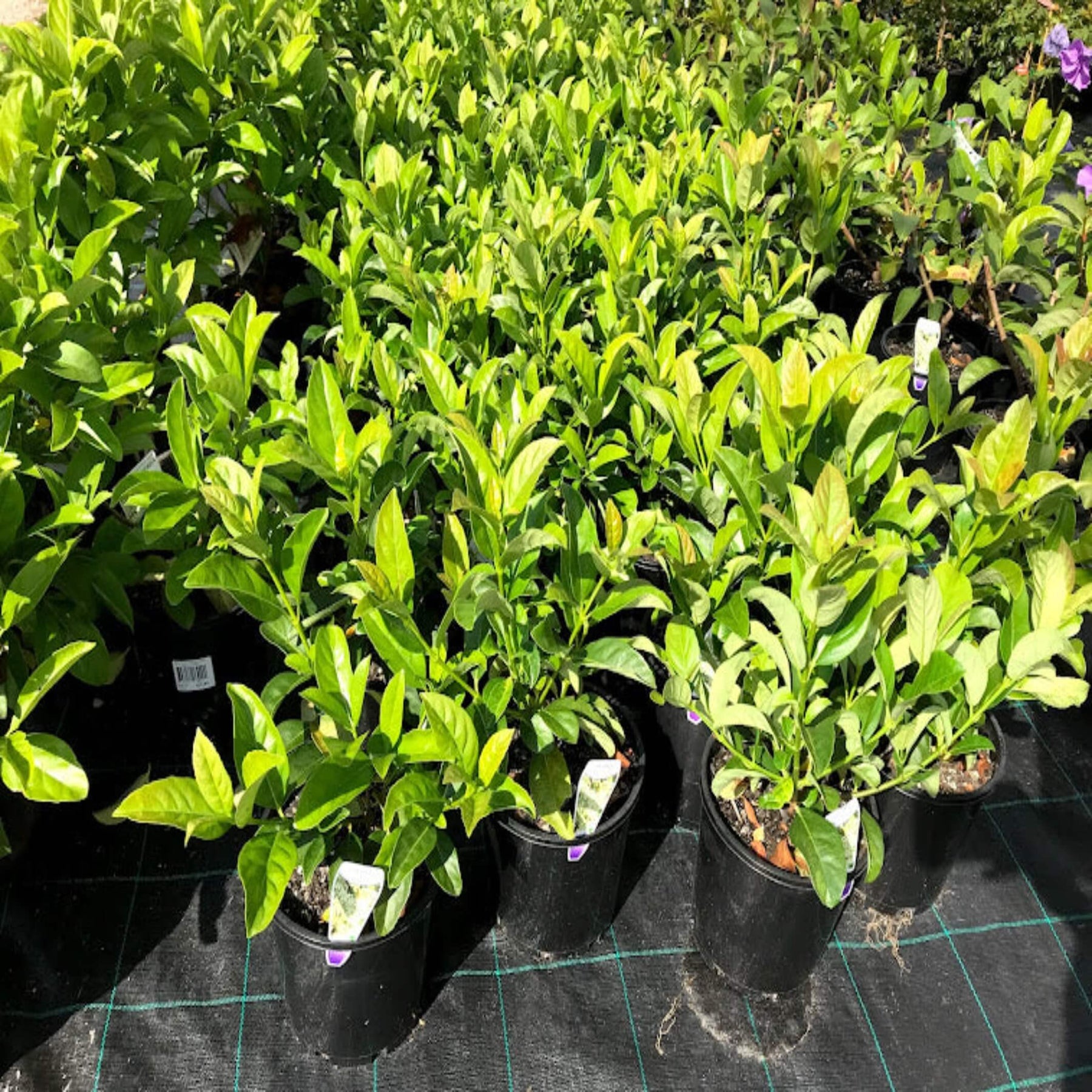 Viburnum odoratissimum 'Emerald Lustre' I The Australian Plant Shop