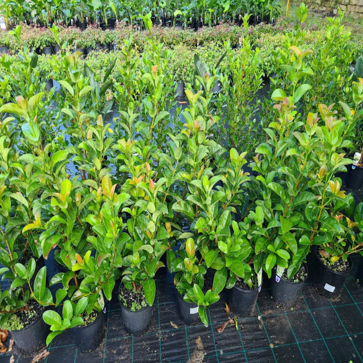 Viburnum odoratissimum Sweet Viburnum 200 mm