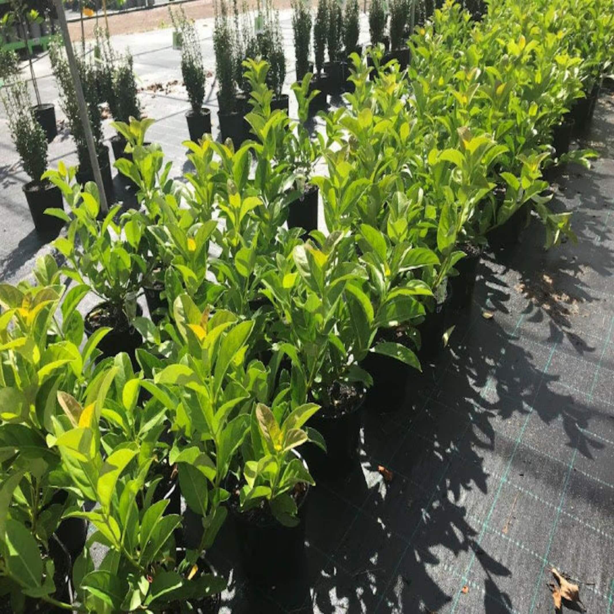 Viburnum odoratissimum (Sweet Viburnum) I The Australian Plant Shop