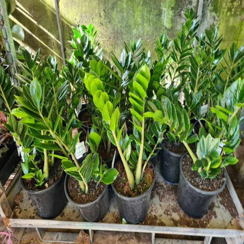 Zamioculcas zamiifolia Zanzibar gem 250 mm