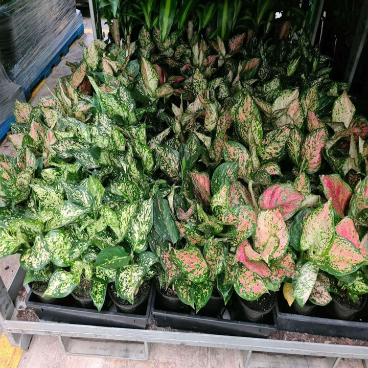 aglaonema mixed 250 mm
