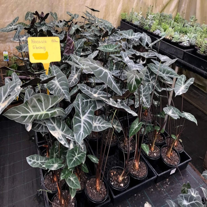 alocasia ebony 155 mm