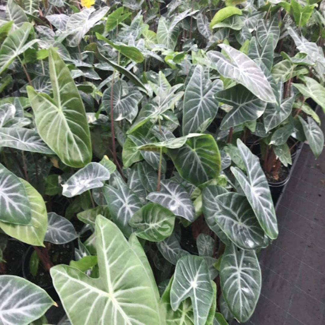 alocasia ivory coast 155 mm