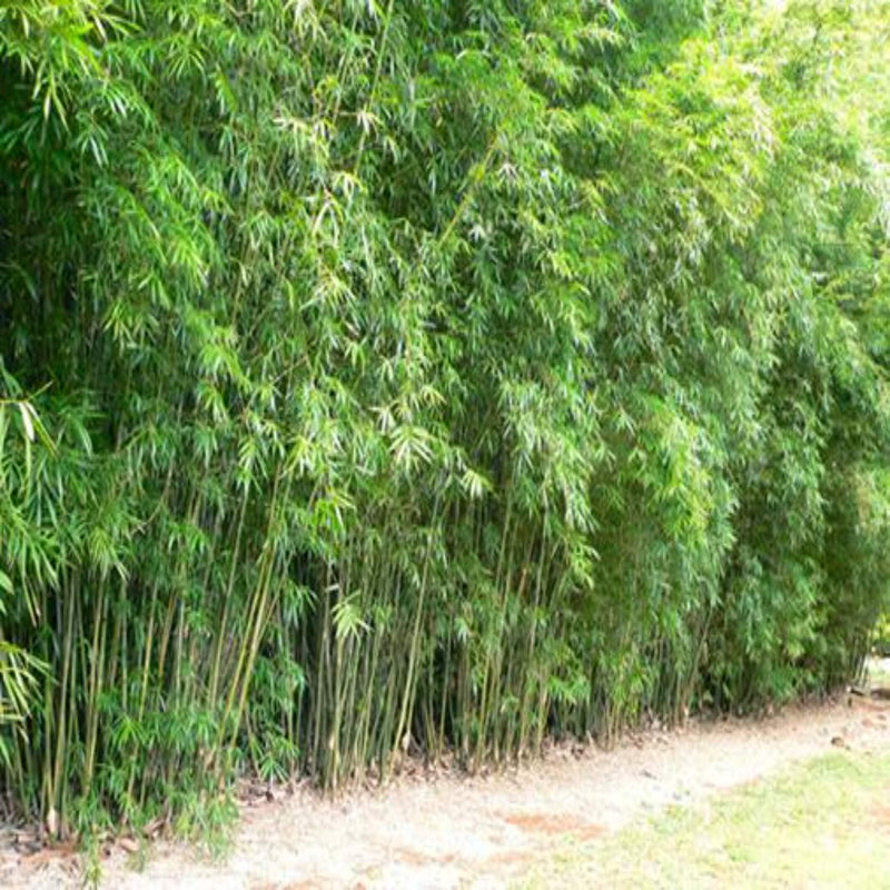 bambusa albo striata 200 mm
