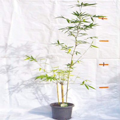 bambusa dolichomerithathalla 300 mm