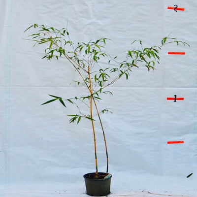 bambusa eutuldoides viridi vittata china gold 45 ltr