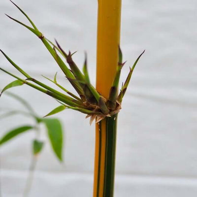 bambusa eutuldoides viridi vittata china gold 300 mm
