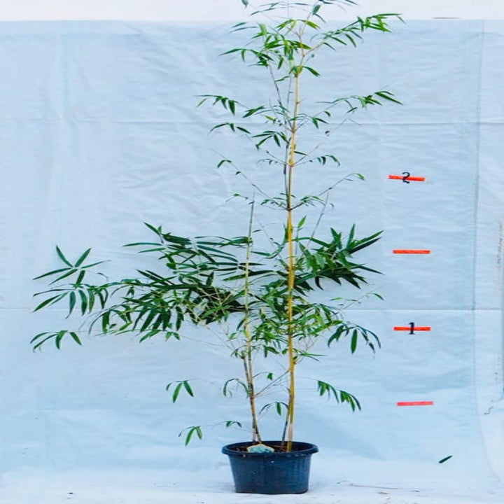 bambusa eutuldoides viridi vittata china gold 45 ltr