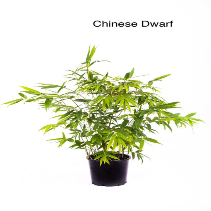 bambusa guangxiensis chinese dwarf 200 mm