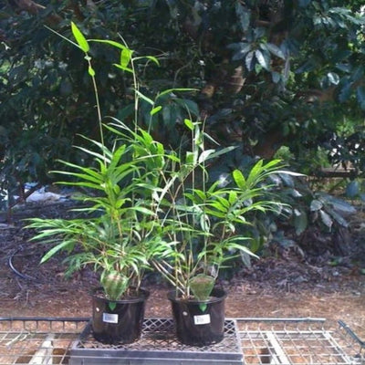 bambusa heterostachya 200 mm