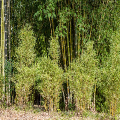 bambusa heterostachya variegated malay dwarf 200 mm