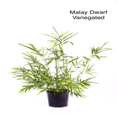 bambusa heterostachya variegated malay dwarf 200 mm